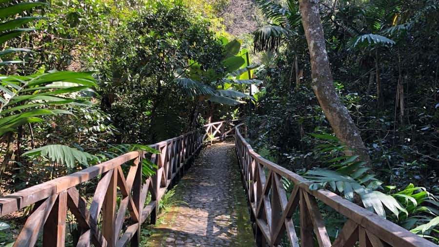From Antigua Guatemala: Birdwatching and Scenic Hiking Tour - Climbing through pine-oak forest