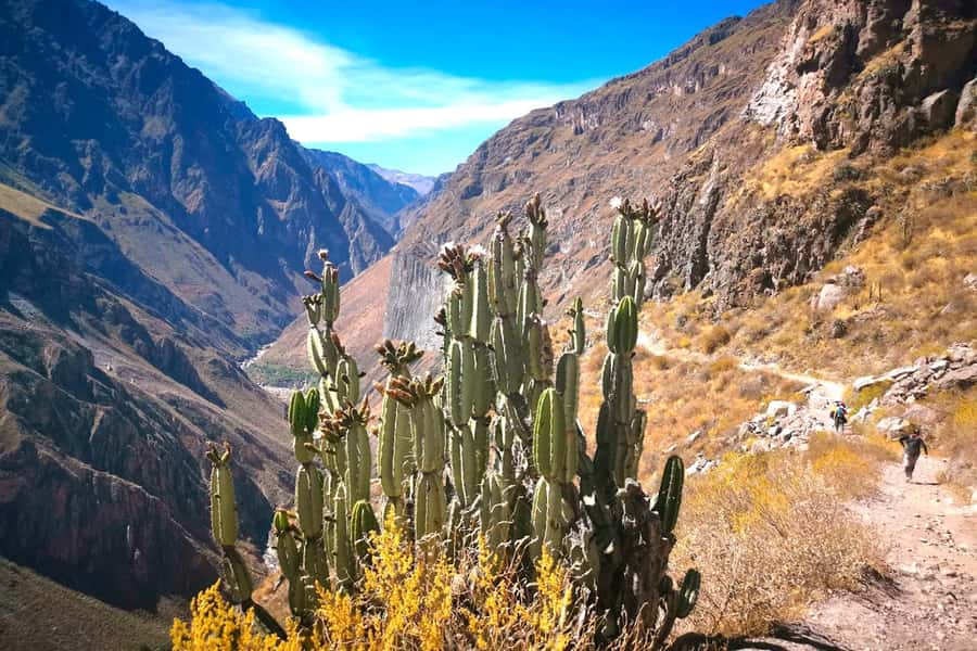From Arequipa Trek : 2-Days of Hiking in the Colca Canyon - Why this Colca Canyon trek is worth the effort