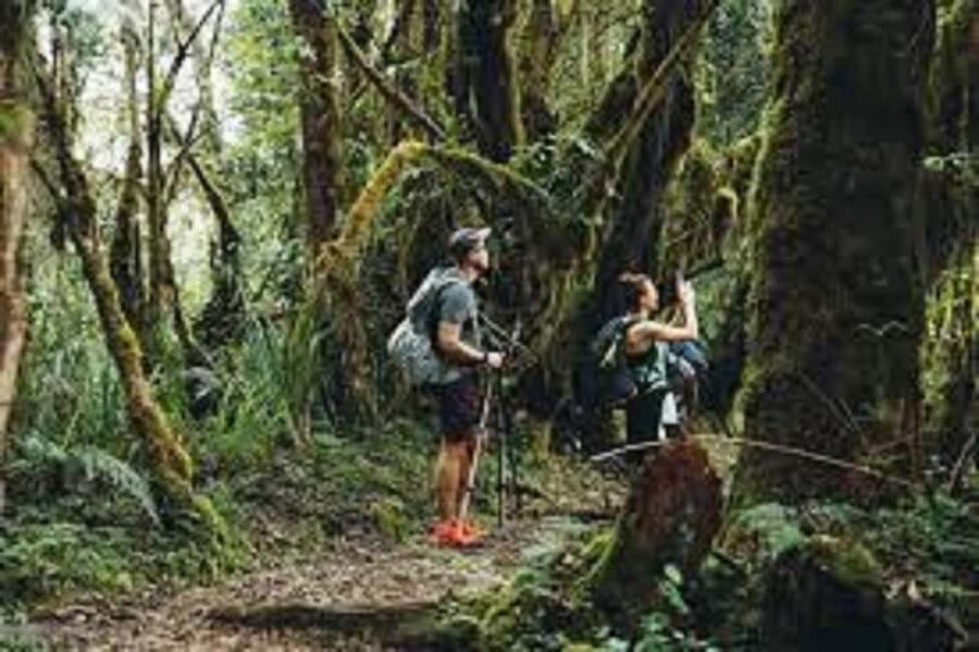 From Arusha/Moshi: Kilimanjaro Hike Marangu Route Day Trip - Key points to know before booking