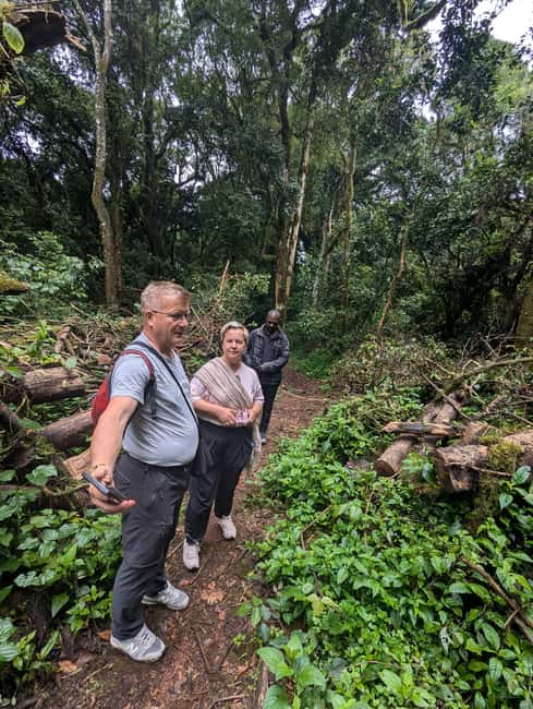 From Arusha/Moshi: Kilimanjaro Hike Marangu Route Day Trip - The descent to Marangu Gate