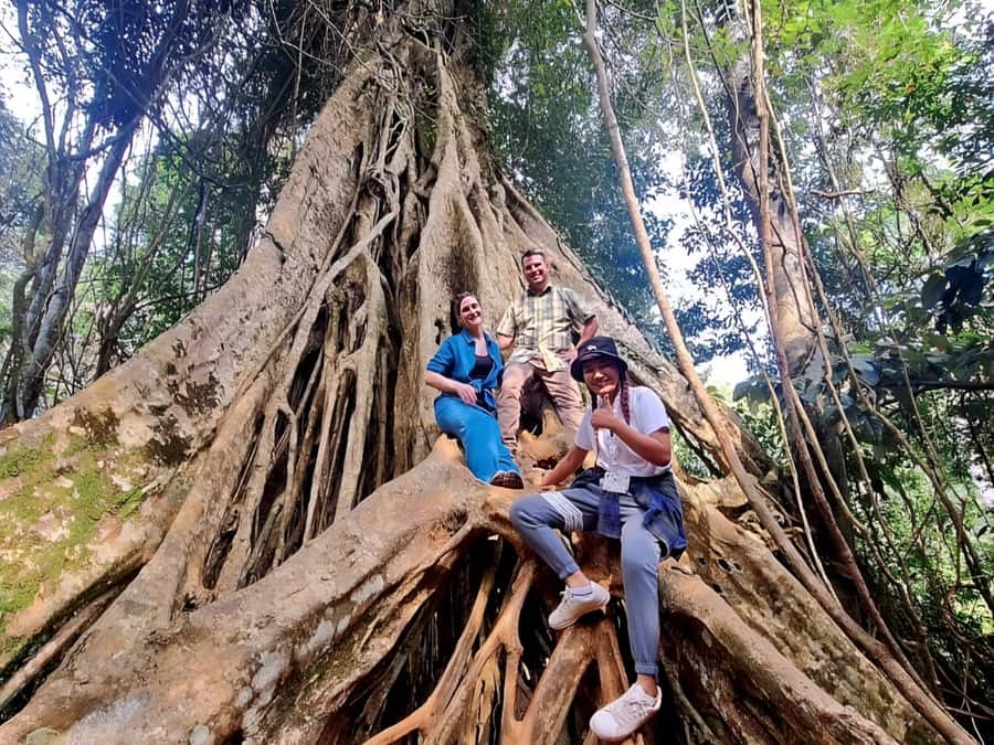 From Bangkok: Khao Yai National Park Jungle Trek with Lunch - Thai lunch at Wanali Restaurant