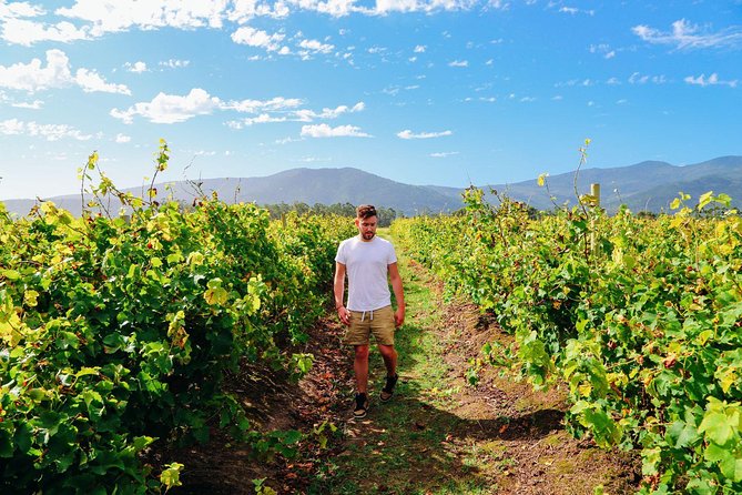 From Barcelona: El Penedès Hike & Wines - Should you book the El Penedès hike and wine tour?