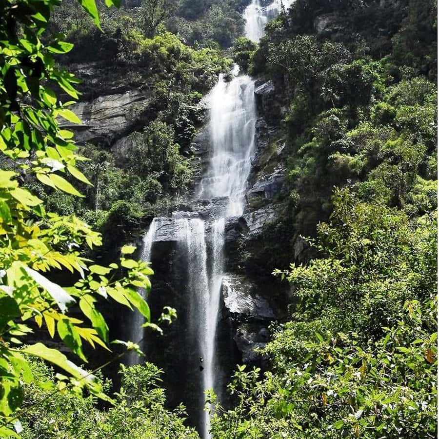 From Bogota: La Chorrera Waterfall Guided Hike - The trail through several Colombian forest types