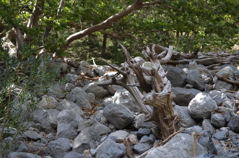 From Chania: Samaria Gorge Hike with Local Mountain Guide - What the $36 price really covers