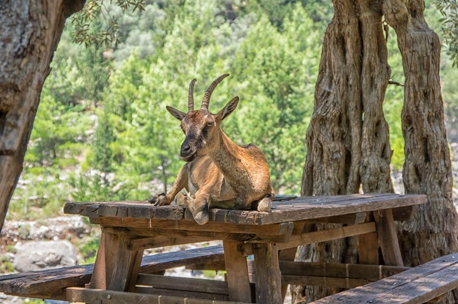 From Chania: Samaria Gorge with Professional Hiking Guide - The 16 km descent through Samaria National Park