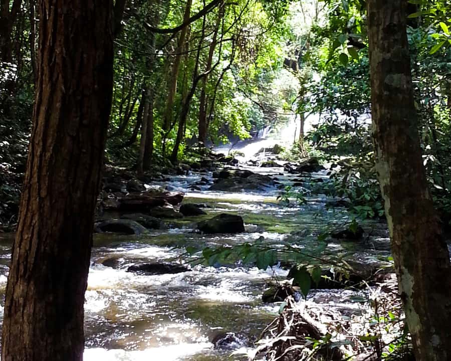 From Chiang Mai: Doi Inthanon National Park Day Trip & Hike - Angka Nature Trail at the mountain’s highest point