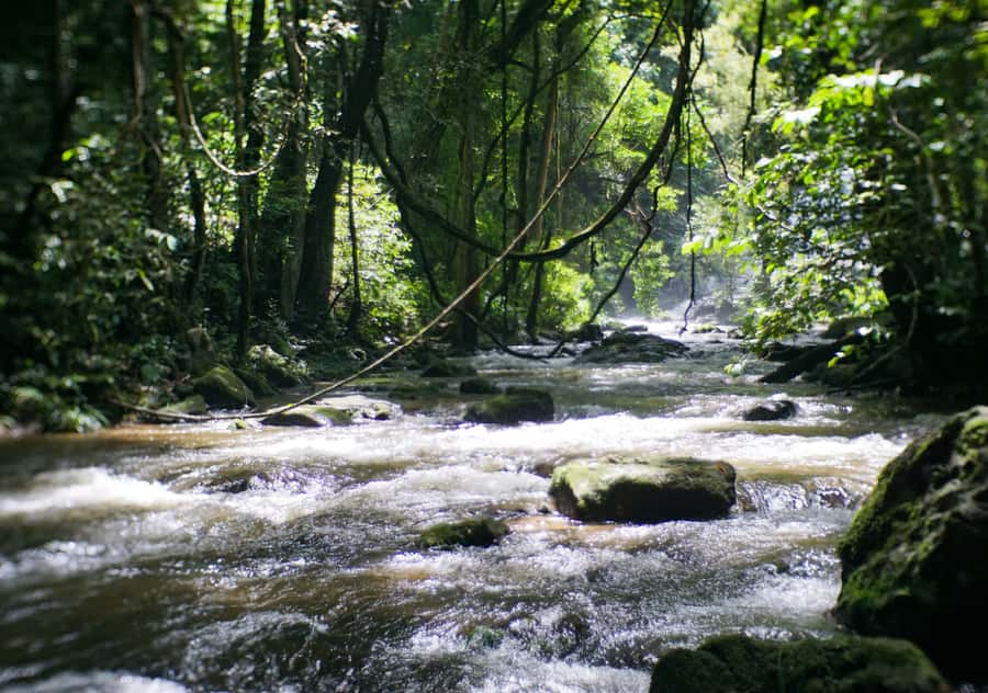 From Chiang Mai: Doi Inthanon National Park Day Trip & Hike - Pha Dok Siew Nature Trail, the day’s main event