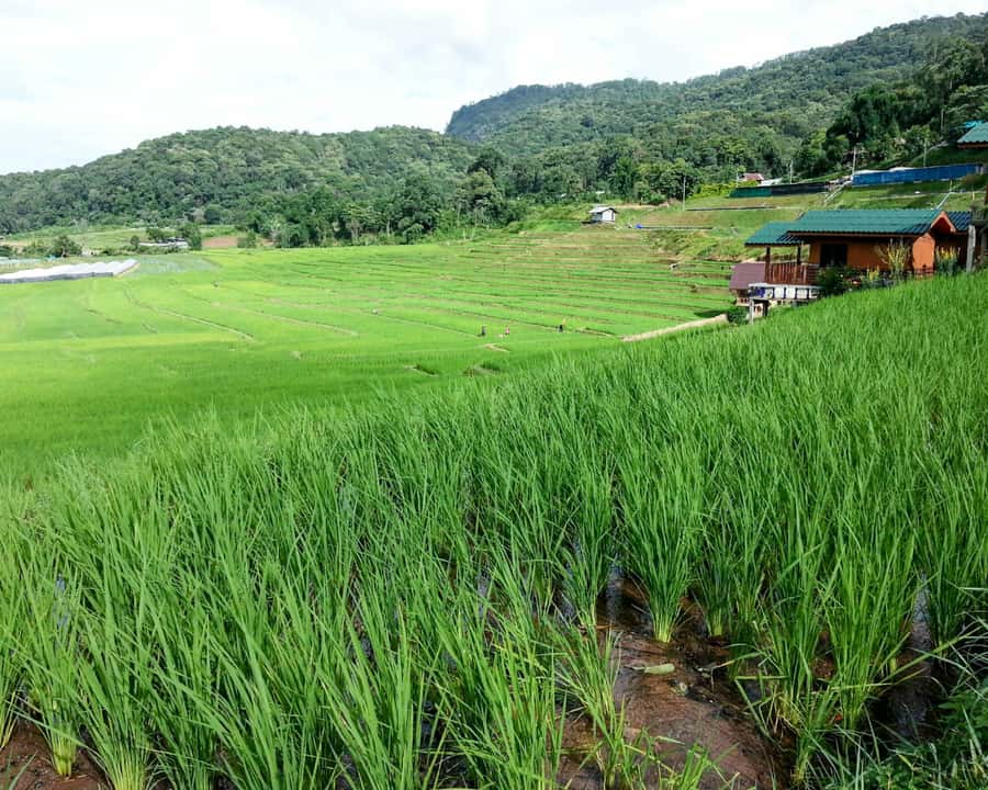 From Chiang Mai: Doi Inthanon National Park Day Trip & Hike - The two-hour ride from Chiang Mai