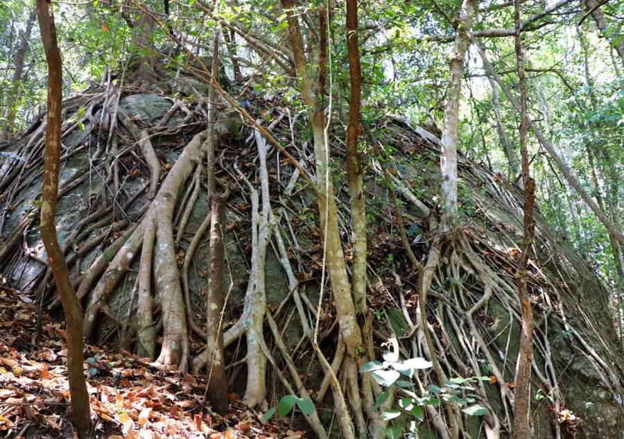 From Chiang Mai: Doi Inthanon National Park Hiking Tour - Starting at Thailand’s highest point