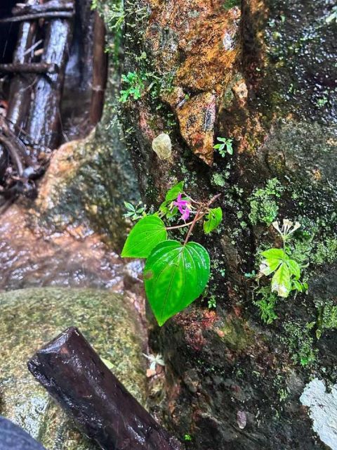 From Chiang Mai: Doi Saket Hiking Tour with Lunch - Lunch beside the stream