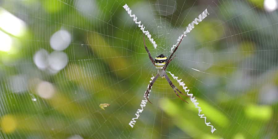 From Chiang Mai: High Mountain Day Trek - Group size, pace, and overall value