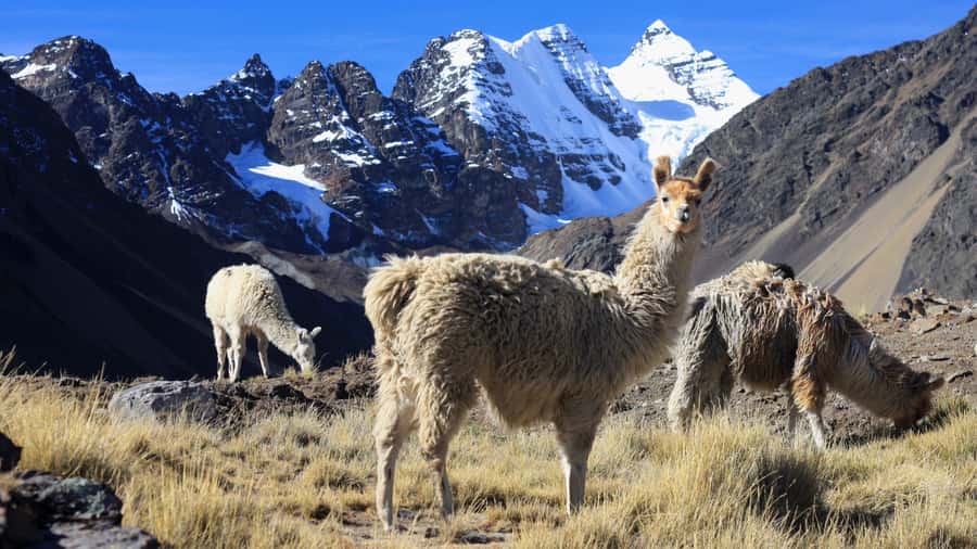 From Cusco: Rainbow Mountain Trek - What the $61 price really covers