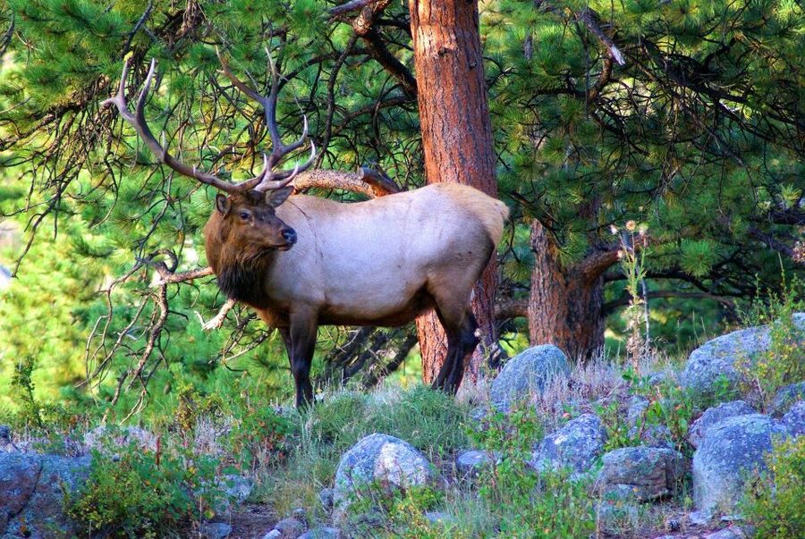 From Denver: Guided Hike in Rocky Mountain National Park - What the moderate hike really means