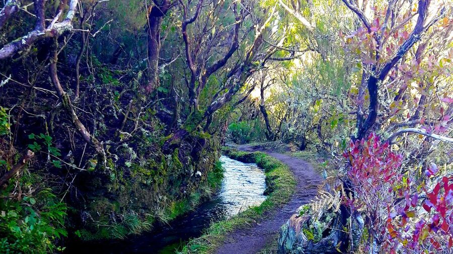 From Funchal: Madeira Lakes Levada Guided Hike - Waterfalls, pools, and the sound of running water