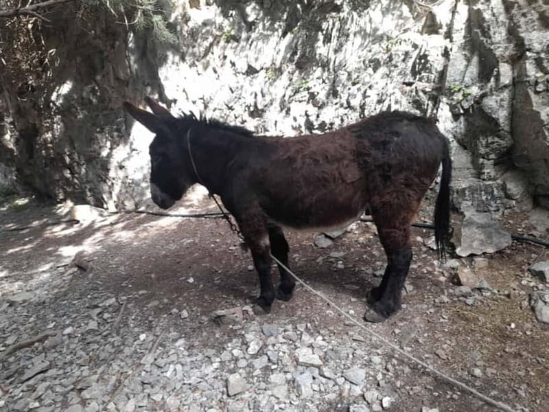 From Georgioupoli: Easy Hiking Day-Trip to Imbros Gorge - Should you book this Imbros Gorge trip?