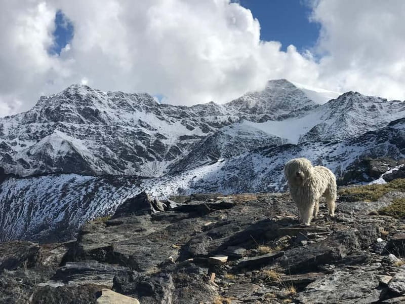 From Granada: High Sierra Nevada hiking experience - Mountain goats, eagles, and small alpine life