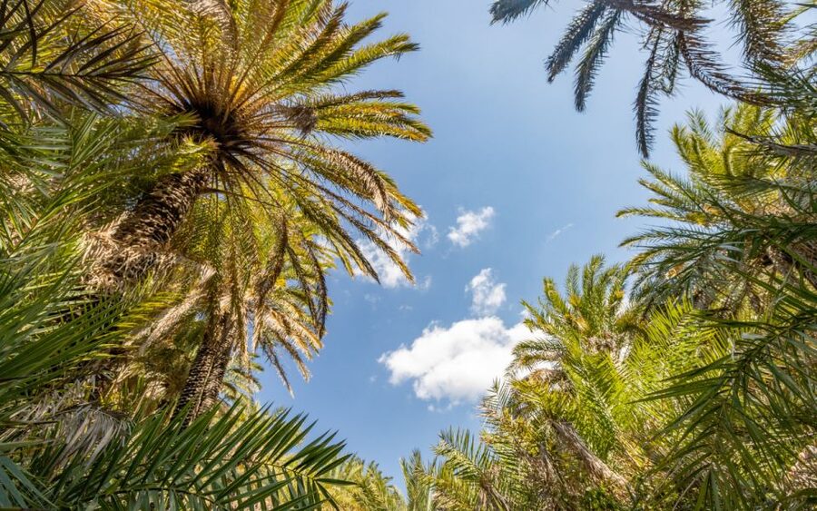From Heraklion: Preveli Tropical Beach & Palm Forest Hike - The afternoon return and why timing can shift