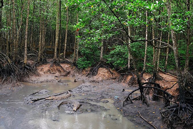 From Ho Chi Minh: Can Gio Trek – Monkey Island & Crocodile Farm - Crocodiles, with modest expectations