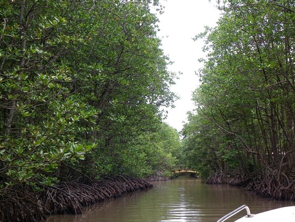 From Ho Chi Minh: Can Gio Trek – Monkey Island & Crocodile Farm - Meeting the monkeys at Monkey Island