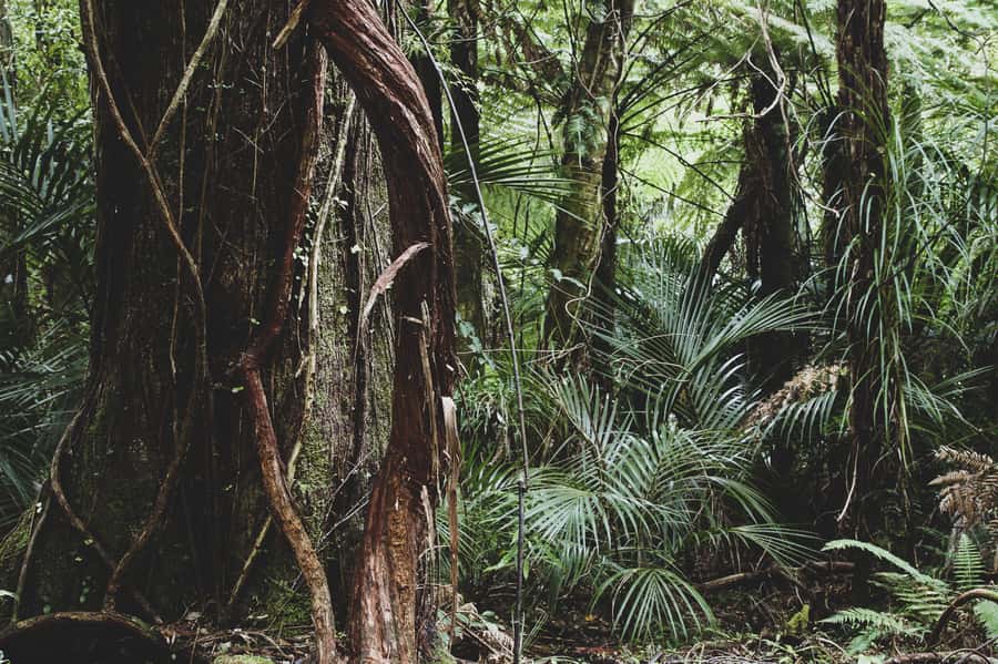 From Khao Lak: Khao Sok Jungle Hike & River Tour - The Sok River by bamboo raft or canoe