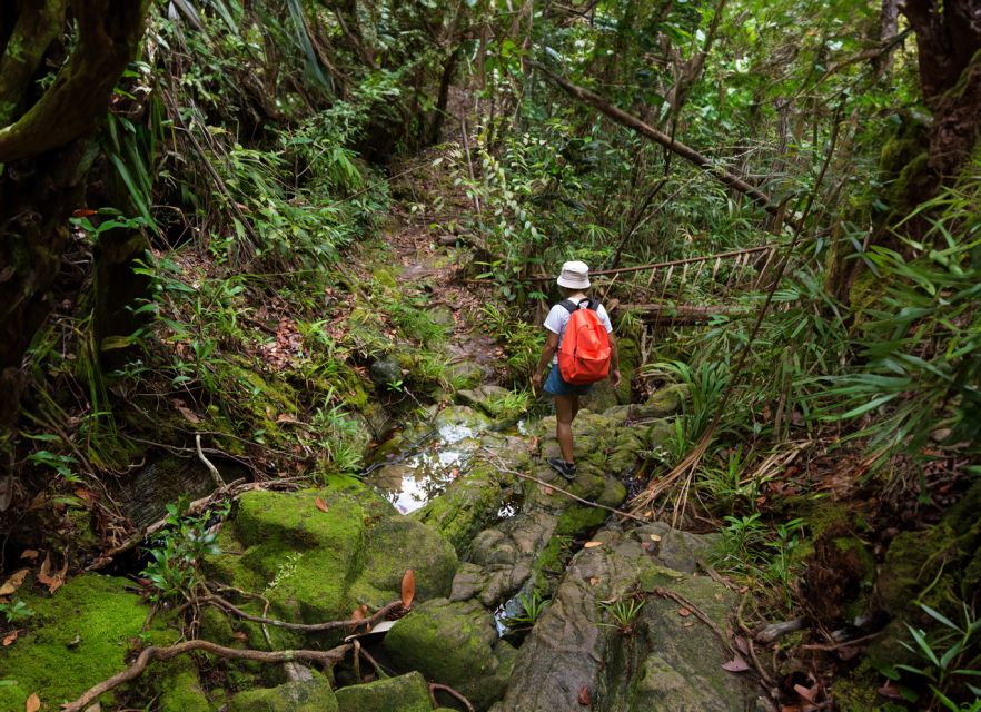 From Khao Lak: Khao Sok Jungle Hike & River Tour - Price, timing, and practical value