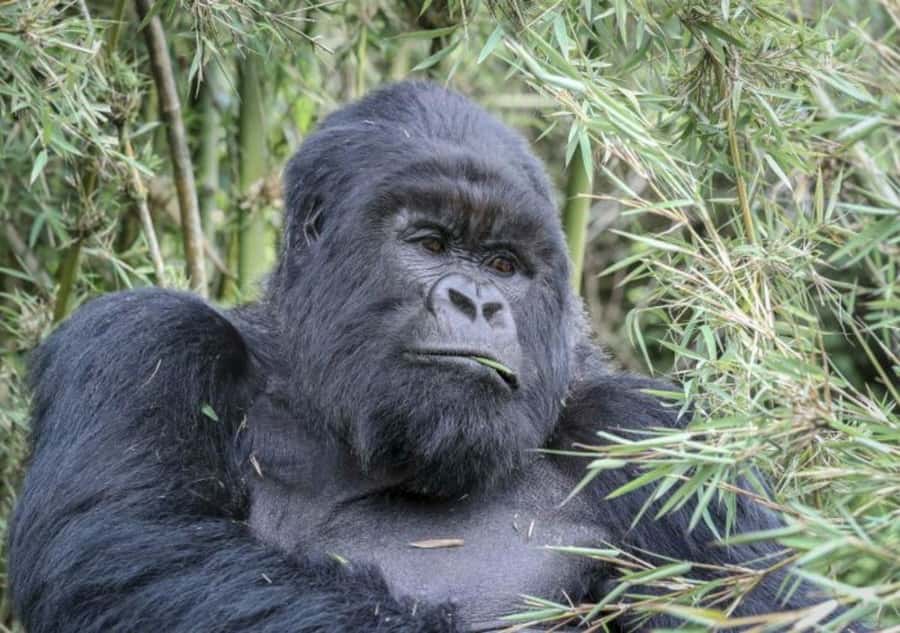 From Kigali: 1-Day Gorilla Trekking in Uganda - Why this one-day gorilla trip works from Kigali
