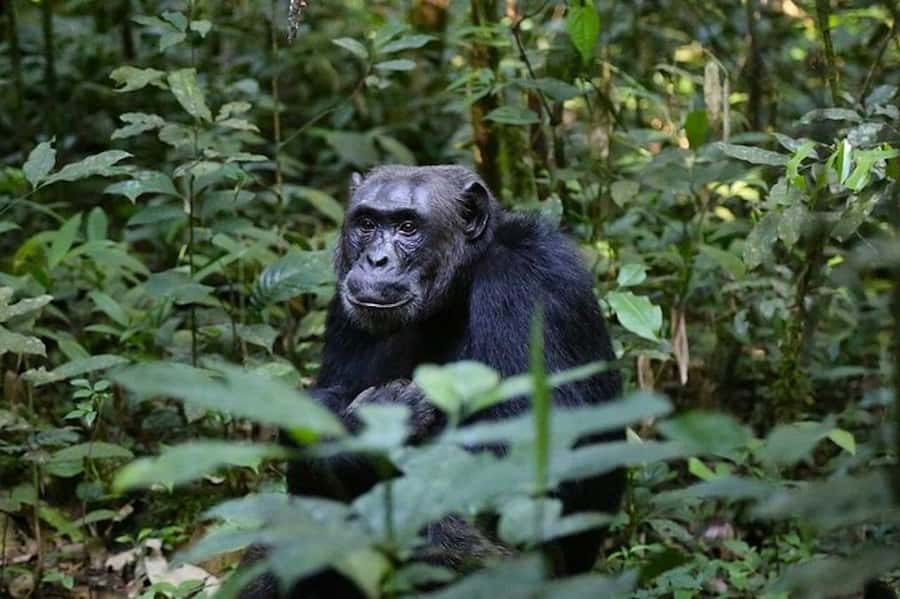 From Kigali: 1-Day Gorilla Trekking in Uganda - Breakfast before the forest