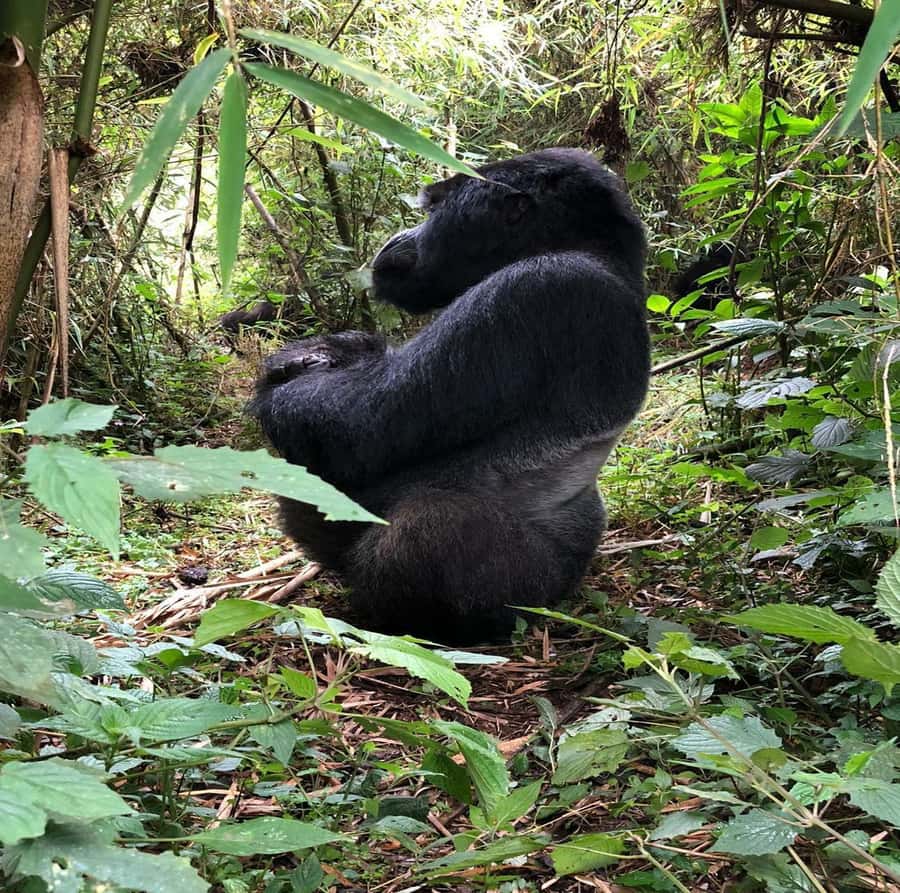From Kigali: 1-Day Gorilla Trekking in Uganda - The 3:00 AM start and drive into Uganda