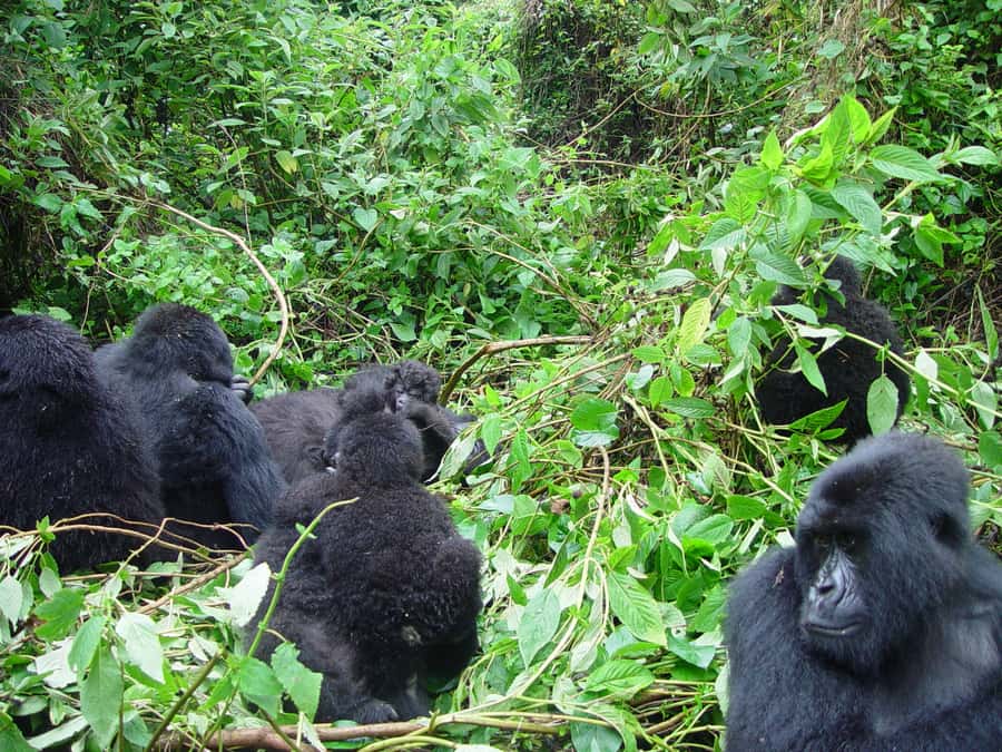 From Kigali: 2-Day Gorilla Trek: Bwindi Nat Park - What the gorilla trek really demands