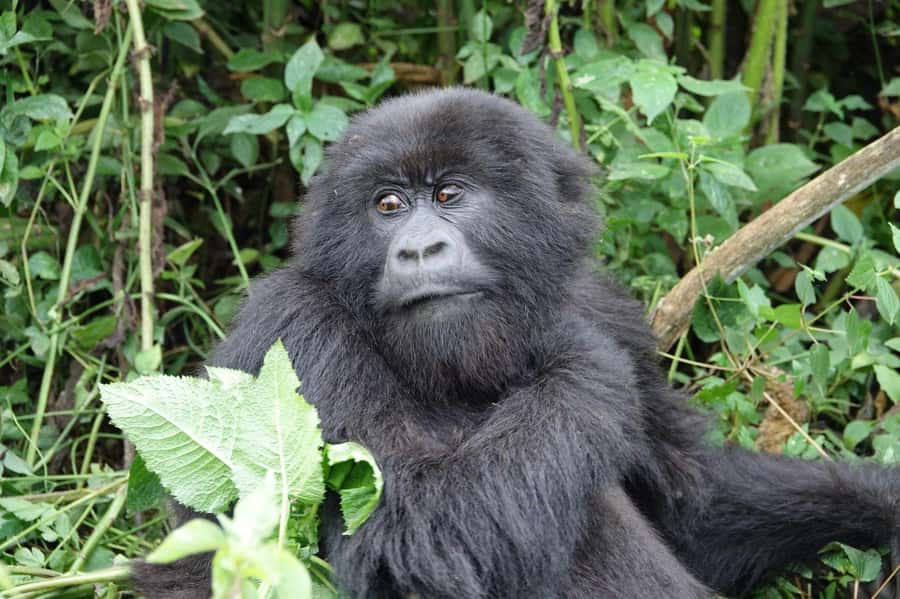 From Kigali: 2-Day Gorilla Trek: Bwindi Nat Park - What the price really covers