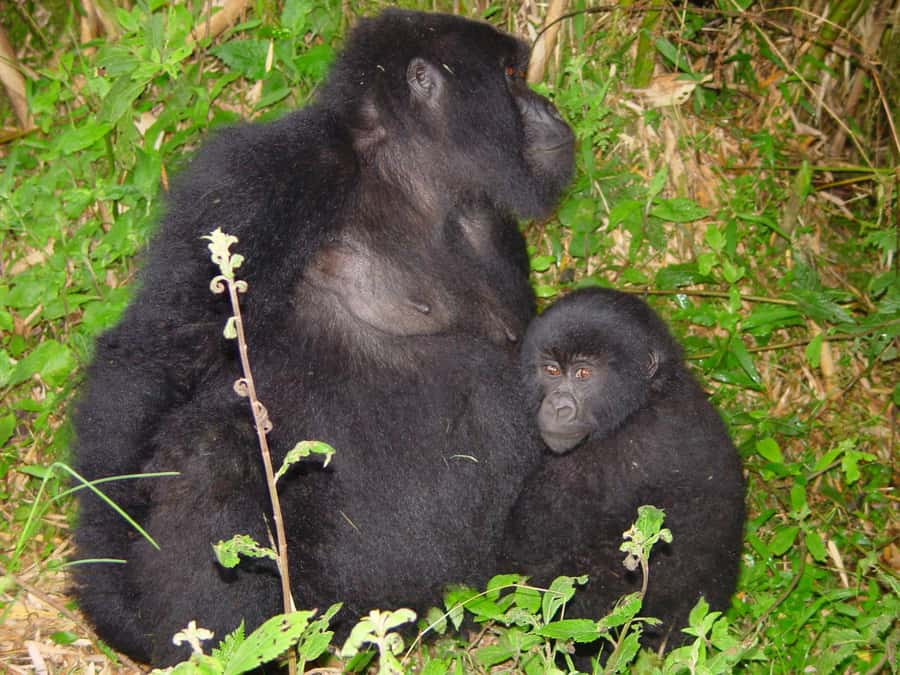 From Kigali: 2-Day Gorilla Trek: Bwindi Nat Park - Packing for the forest