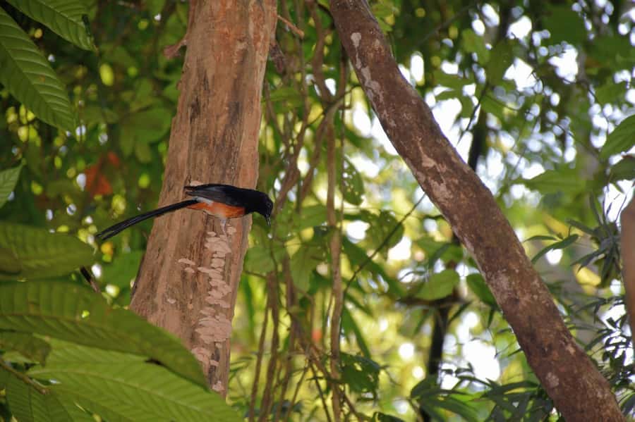From Krabi: Cheow Lan Lake Cruise and Khao Sok Jungle Hike - What the $119 price really covers