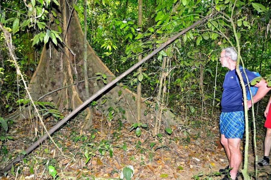 From Krabi: Cheow Lan Lake Cruise and Khao Sok Jungle Hike - Guide style and the pace of the day