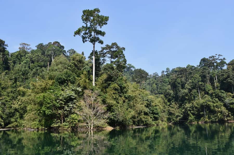 From Krabi: Cheow Lan Lake Cruise and Khao Sok Jungle Hike - The two-hour cruise through Cheow Lan Lake