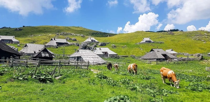 From Ljubljana: Velika Planina Guided Hike - A moderate walk through forest and pasture
