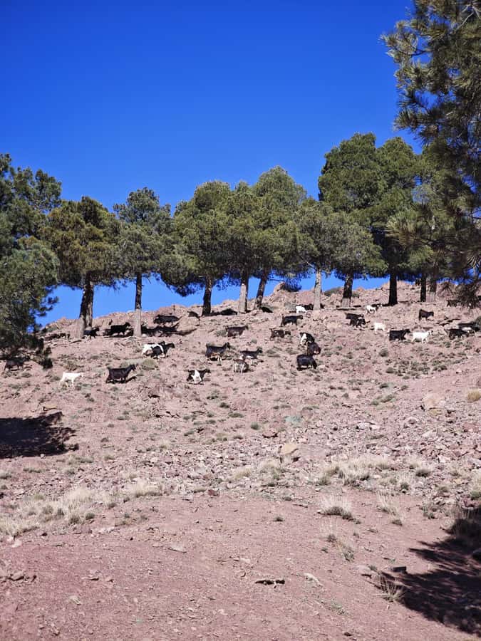 From Marrakech: Aourirt N’ouassif Summit Day Hike & Trek - Reaching Tizi N’tamatert after about 80 minutes