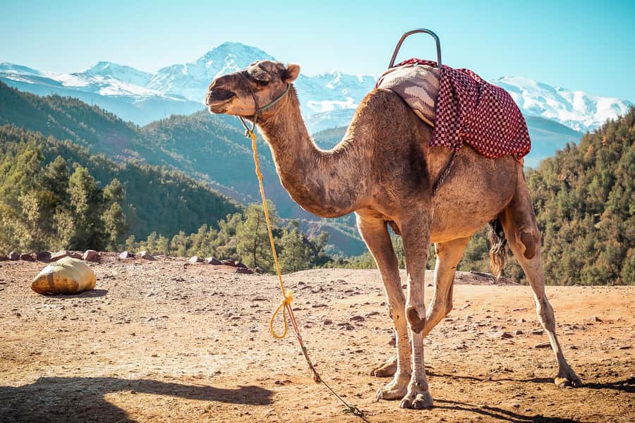 From Marrakech: Atlas Mountains Full-Day Hiking Trip w Lunch - What to Bring and How to Prepare