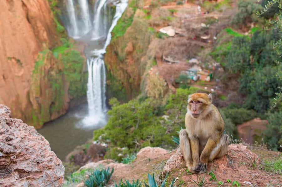 From Marrakech: Ouzoud Waterfalls Guided Hike and Boat Tour - Barbary monkeys in the olive groves