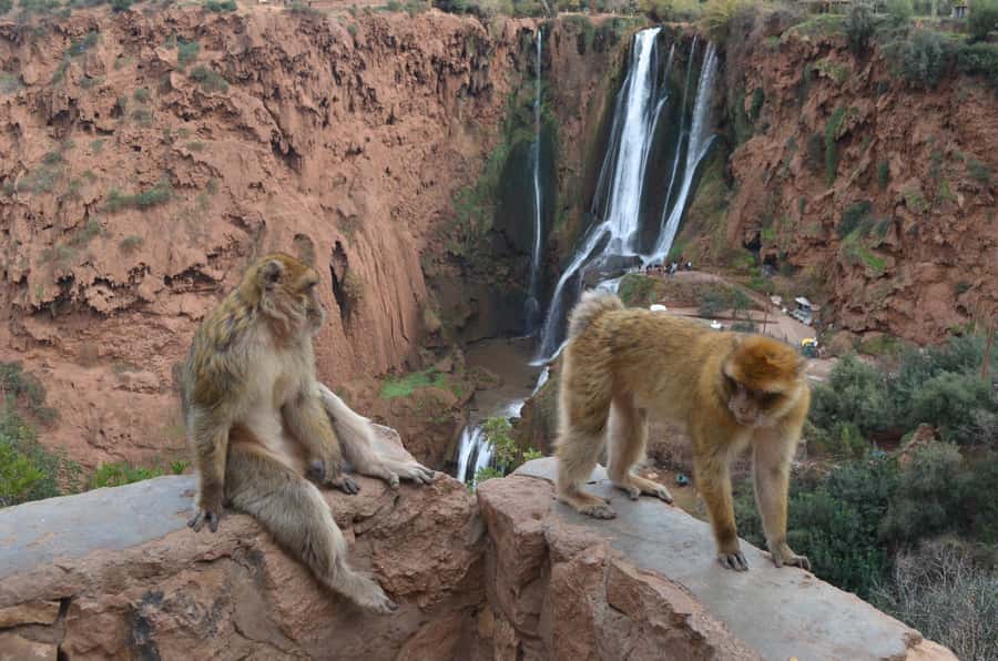 From Marrakech: Ouzoud Waterfalls Guided Hike and Boat Tour - What the $12 price really buys you