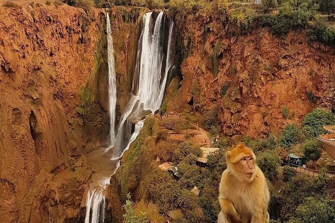 From Marrakech: Ouzoud Waterfalls Guided Hike and Boat Trip - Barbary macaques and the upper viewpoints