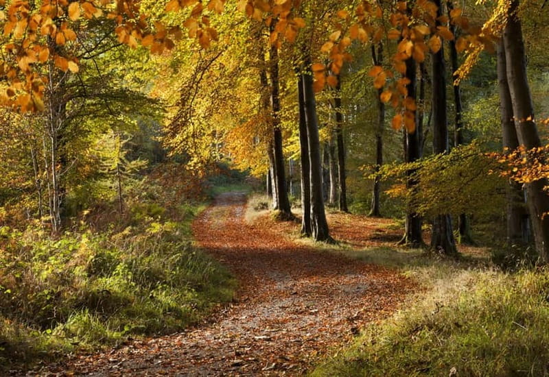 From Newcastle: Game of Thrones Tollymore Forest Trek - The Stark cloak sets the mood