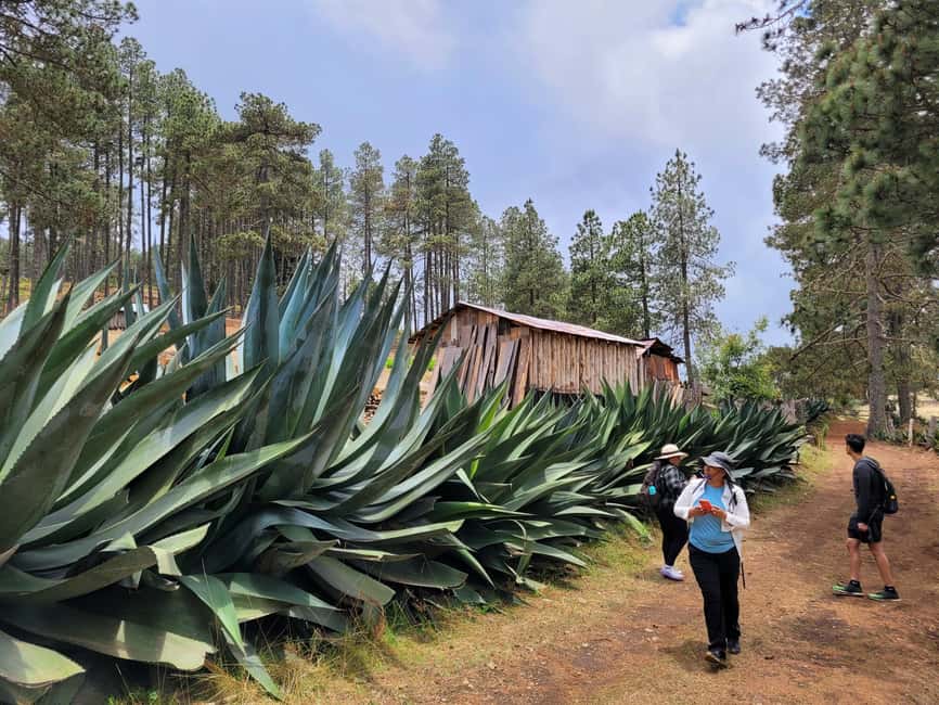 From Oaxaca: Sierra Norte Hike & Indigenous Village Full-Day - From Jalatlaco to the cool Sierra Norte