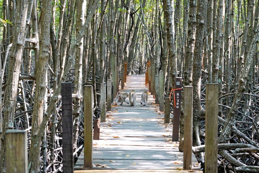 From Pattaya: Rayong Adventure Hike and Kayak Day Trip - Should you book this Pattaya to Rayong tour?
