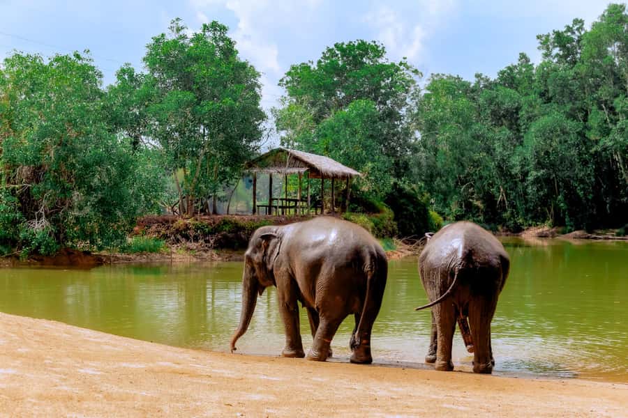 From Phuket: Ethical Elephant Interactive Trek and Tour - Key points to know before booking