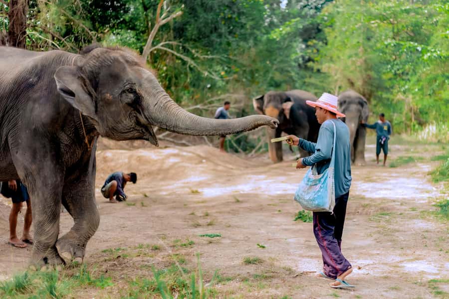 From Phuket: Ethical Elephant Interactive Trek and Tour - Why this elephant visit feels different