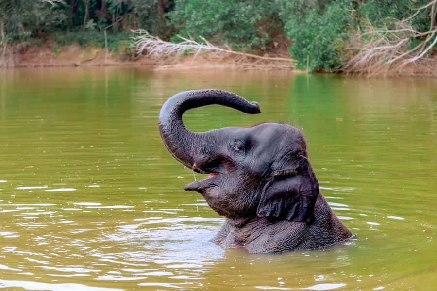 From Phuket: Ethical Elephant Interactive Trek and Tour - Meeting the guide and learning the basics