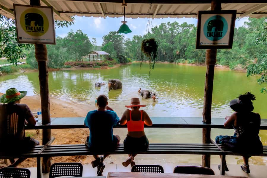 From Phuket: Ethical Elephant Interactive Trek and Tour - Pad Thai at around 11 AM