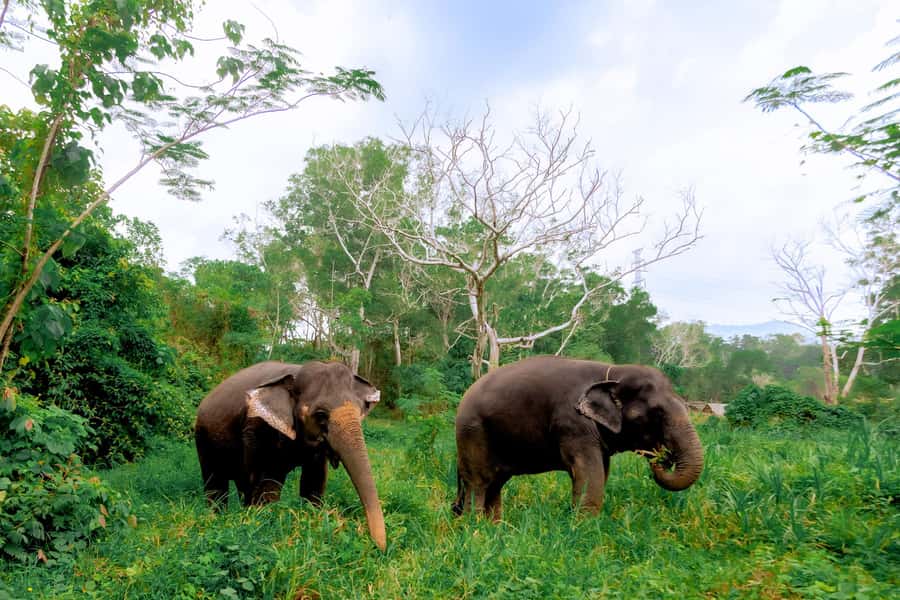 From Phuket: Ethical Elephant Interactive Trek and Tour - The early pickup from Phuket