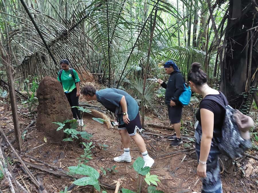 From Phuket: Guided Rainforest Hike with Lunch - Tonsai Waterfall starts the hike