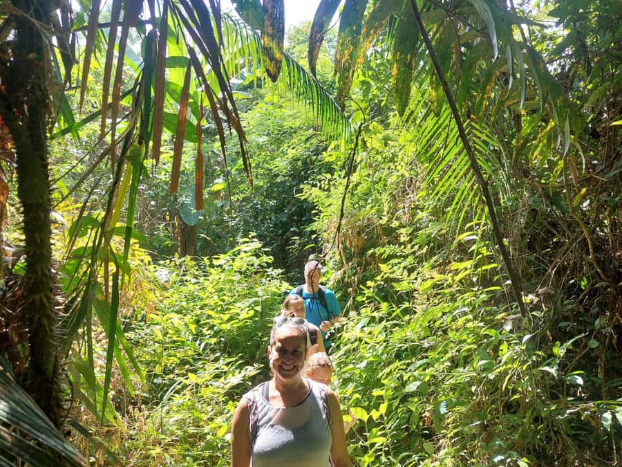 From Phuket: Guided Rainforest Hike with Lunch - The narrow trail through giant trees and vines